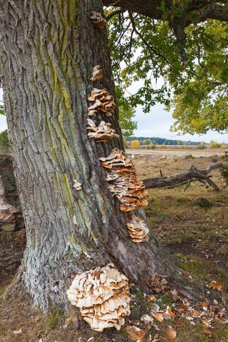 Tree Issues or What is NOT the issue