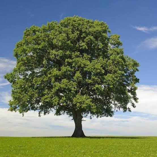 Landowner’s Tree Responsibilities